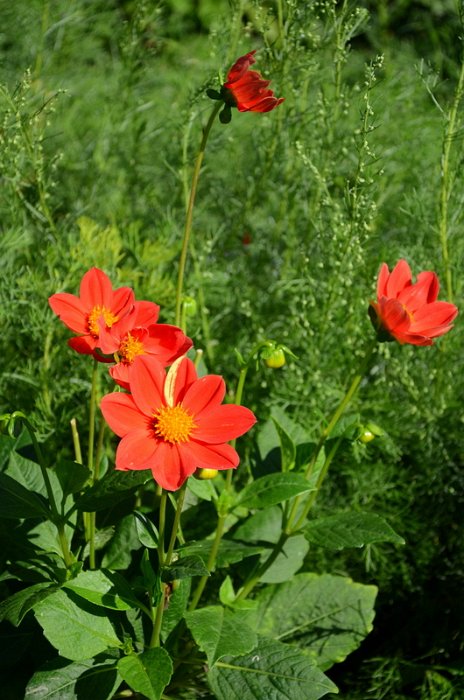 Dahlia x 'Gitane'
